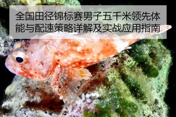 quan-guo-tian-jing-jin-biao-sai-nan-zi-wu-qian-mi-ling-xian-ti-neng-yu-pei-su-ce-lve-xiang-jie-ji-shi-zhan-ying-yong-2-120.jpg
